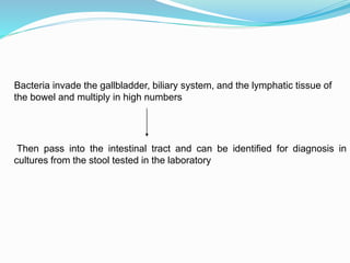 Bacteria invade the gallbladder, biliary system, and the lymphatic tissue of
the bowel and multiply in high numbers
Then pass into the intestinal tract and can be identified for diagnosis in
cultures from the stool tested in the laboratory
 