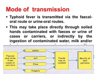 Mode of transmission
▪ Typhoid fever is transmitted via the faecal-
oral route or urine-oral routes.
▪ This may take place directly through soiled
hands contaminated with faeces or urine of
cases or carriers, or indirectly by the
ingestion of contaminated water, milk and/or
food, or through flies.
 