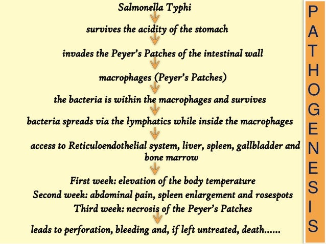 cause and treatments of typhoid fever infections biology essay Control of typhoid fever relies on clinical information this knowledge is crucial, both to control the disease and to manage cases additionally, salmonella serovars that cause human infection can change over time and new conjugate vaccines are imminent and new treatments have been. cause and treatments of typhoid fever infections biology essay Control of typhoid fever relies on clinical information this knowledge is crucial, both to control the disease and to manage cases additionally, salmonella serovars that cause human infection can change over time and new conjugate vaccines are imminent and new treatments have been.