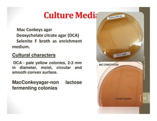 Culture Medias
 Mac Conkeys agar
 Deoxycholate citrate agar (DCA)
 Selenite F broth as enrichment
medium.
Cultural characters




                                      deepababin@gmail.com
 DCA - pale yellow colonies, 2-3 mm
in diameter, moist, circular and
smooth convex surface.

MacConkeyagar-non         lactose
fermenting colonies

                                      10
 