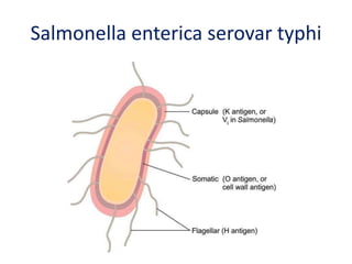 Salmonella enterica serovar typhi
 