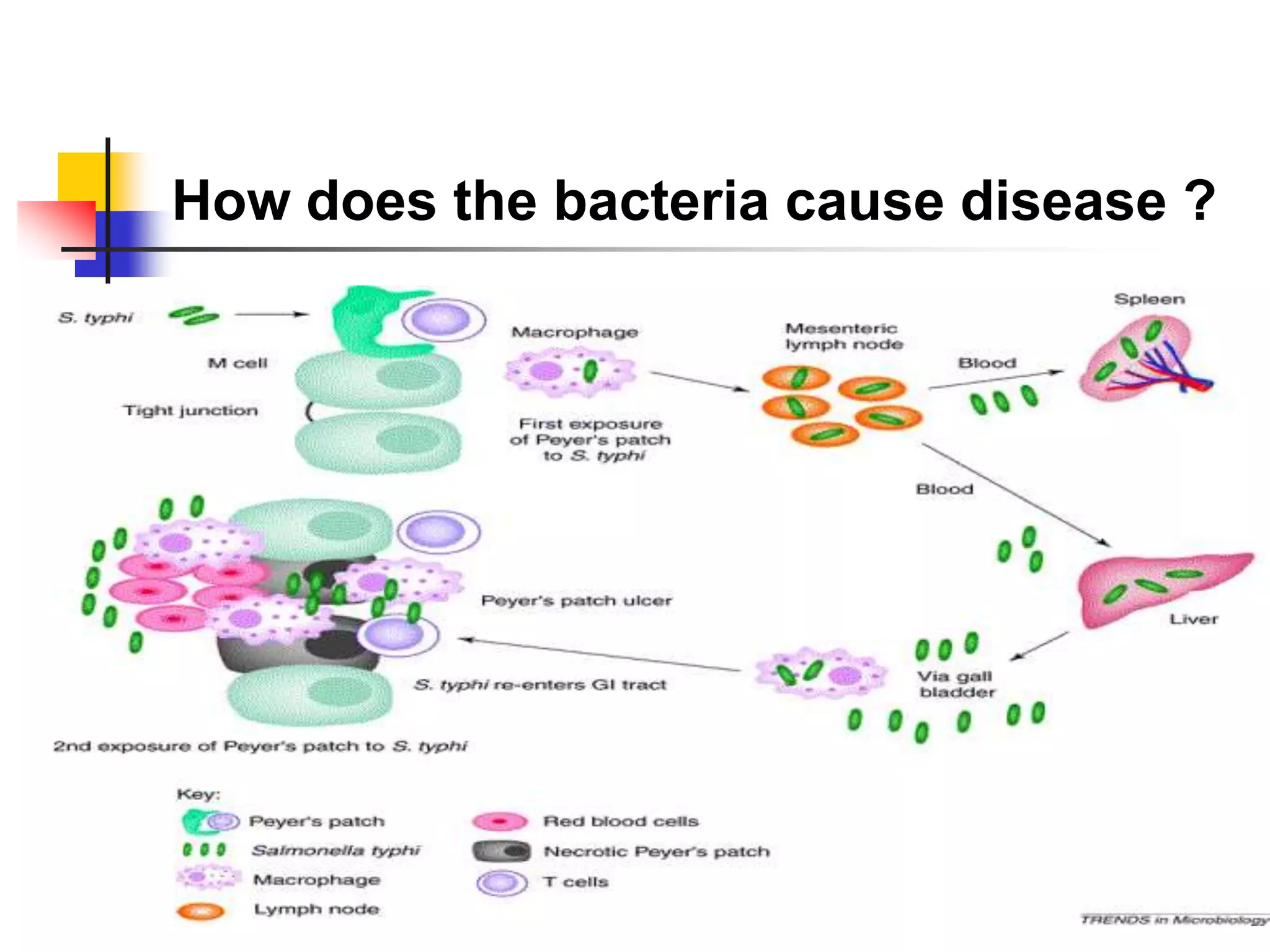 How does the bacteria cause disease ?
 