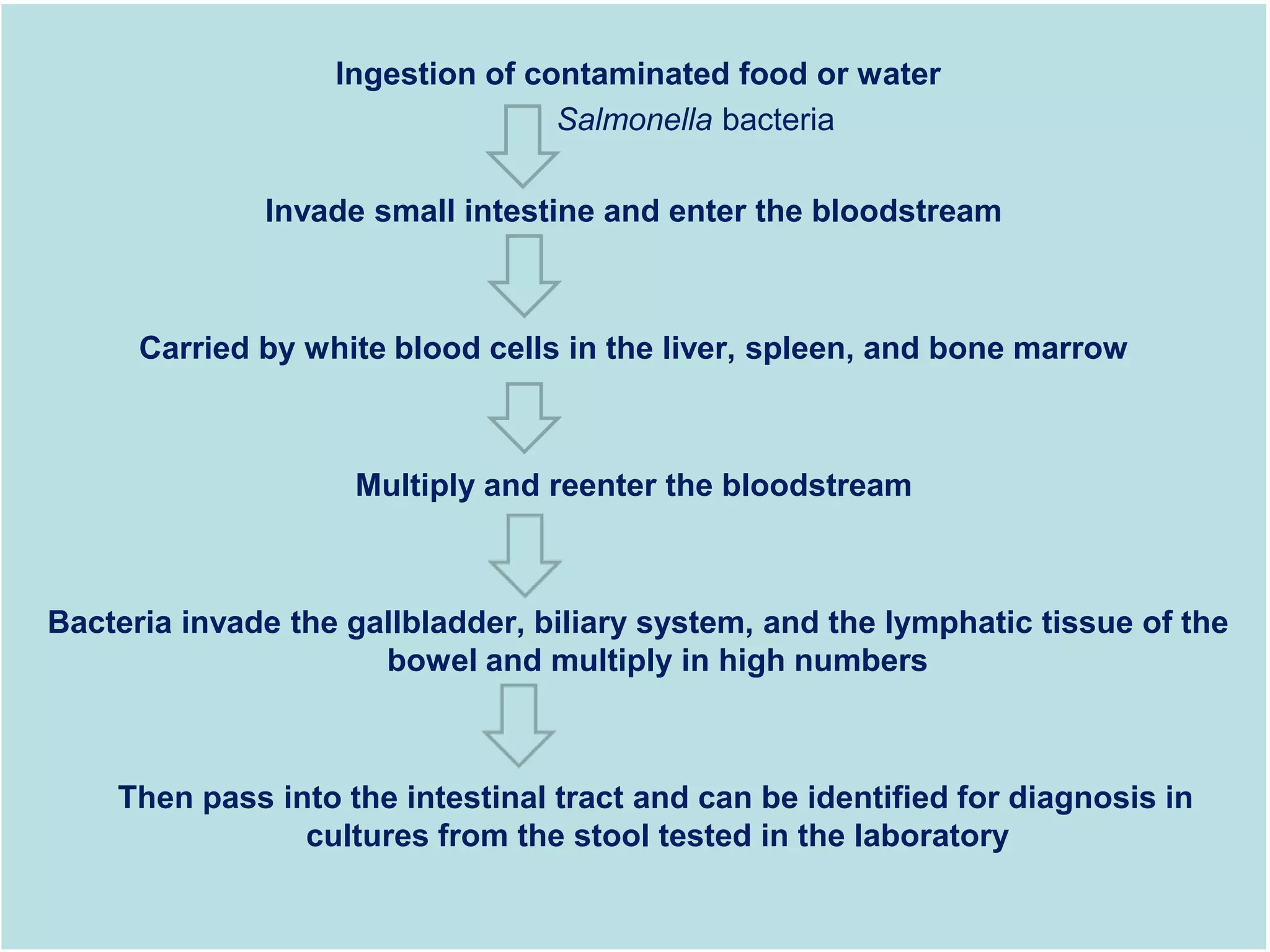 Ingestion of contaminated food or water
Salmonella bacteria
Invade small intestine and enter the bloodstream
Carried by white blood cells in the liver, spleen, and bone marrow
Multiply and reenter the bloodstream
Bacteria invade the gallbladder, biliary system, and the lymphatic tissue of the
bowel and multiply in high numbers
Then pass into the intestinal tract and can be identified for diagnosis in
cultures from the stool tested in the laboratory
 
