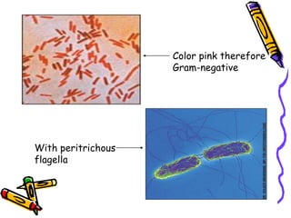 With peritrichous
flagella
Color pink therefore
Gram-negative
 