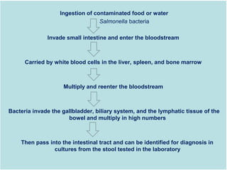 Ingestion of contaminated food or water
Salmonella bacteria
Invade small intestine and enter the bloodstream
Carried by white blood cells in the liver, spleen, and bone marrow
Multiply and reenter the bloodstream
Bacteria invade the gallbladder, biliary system, and the lymphatic tissue of the
bowel and multiply in high numbers
Then pass into the intestinal tract and can be identified for diagnosis in
cultures from the stool tested in the laboratory
 