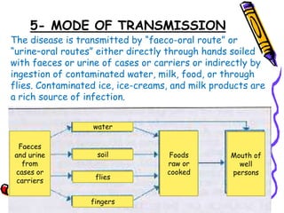 5- MODE OF TRANSMISSION
The disease is transmitted by “faeco-oral route” or
“urine–oral routes” either directly through hands soiled
with faeces or urine of cases or carriers or indirectly by
ingestion of contaminated water, milk, food, or through
flies. Contaminated ice, ice-creams, and milk products are
a rich source of infection.
Faeces
and urine
from
cases or
carriers
water
soil
flies
fingers
Foods
raw or
cooked
Mouth of
well
persons
 