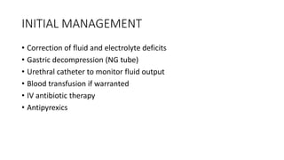 INITIAL MANAGEMENT
• Correction of fluid and electrolyte deficits
• Gastric decompression (NG tube)
• Urethral catheter to monitor fluid output
• Blood transfusion if warranted
• IV antibiotic therapy
• Antipyrexics
 