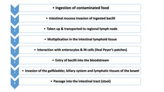 1.
• Ingestion of contaminated food
2
• Intestinal mucosa invasion of ingested bacilli
3
• Taken up & transported to regional lymph node
4
• Multiplication in the intestinal lymphoid tissue
5
• Interaction with enterocytes & M cells (ileal Peyer’s patches)
6
• Entry of bacilli into the bloodstream
7
• Invasion of the gallbladder, biliary system and lymphatic tissues of the bowel
8
• Passage into the intestinal tract (stool)
 