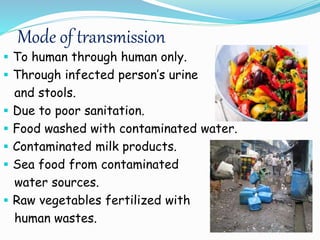 Mode of transmission
 To human through human only.
 Through infected person’s urine
and stools.
 Due to poor sanitation.
 Food washed with contaminated water.
 Contaminated milk products.
 Sea food from contaminated
water sources.
 Raw vegetables fertilized with
human wastes.
 