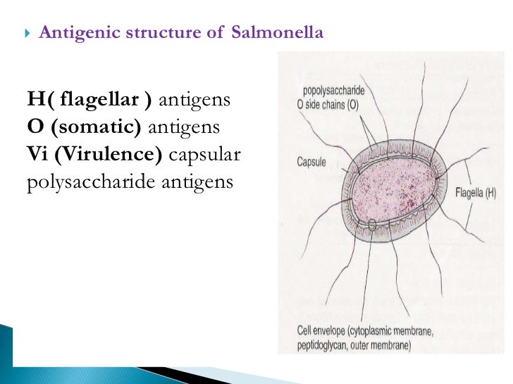 Typhoid serology