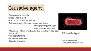 Causative agent
•Gram negative bacteria
•Shape : Rod shaped
•Size : 0.7 – 1.5 by 2.0 – 5.0 um
•Cell membrane : 3 layered – outer membrane
a thin peptidoglycan layer
inner plasma membrane
•Movement : Motile with flagella that look like eyelashes or
sperm tail.
•Non spore forming
•Facultative anaerobic
•Capsular organism
Salmonella typhi
Genus : Salmonellla
Family : Enterobacteriaceae
 