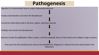 Pathogenesis
Ingestion of contaminated food or water (Salmonella bacteria)
Invade small intestine and enter the bloodstream
Carried by white blood cells in the liver, spleen, and bone marrow
Multiply and reenter the bloodstream
Bacteria invade the gallbladder, biliary system, and the lymphatic tissue of the bowel and multiply in high numbers
Then pass into the intestinal tract and can be identified for diagnosis in cultures from the stool tested in the
laboratory
 
