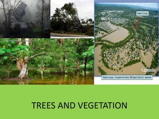 TREES AND VEGETATION
 