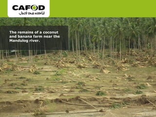 The remains of a coconut and banana farm near the Mandulog river.  