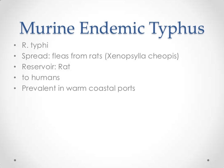 splenomegaly for exam Disease Typhus: Rickettsial the