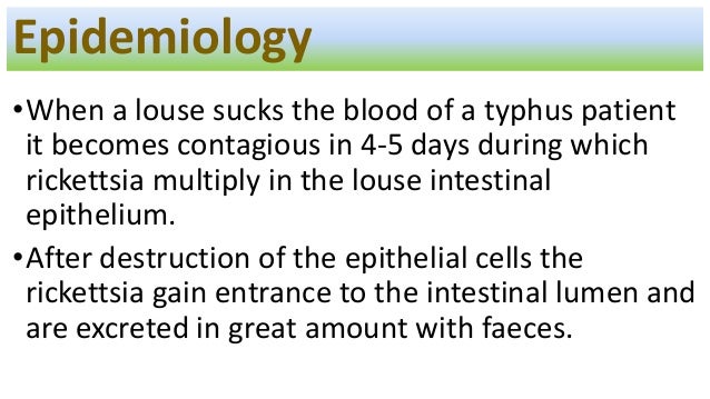 typhus fever