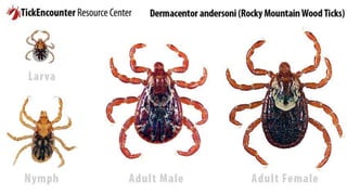 Tiphus Insect Typhus , yellow , dengue ..also deals with causative agents insects ...