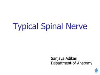 Typical Spinal Nerve
Sanjaya Adikari
Department of Anatomy
 