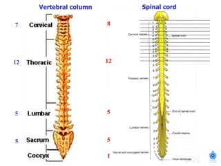 7
12
5
5
8
12
5
5
1
Vertebral column Spinal cord
 