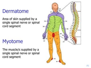 Dermatome
Area of skin supplied by a
single spinal nerve or spinal
cord segment
Myotome
The muscle/s supplied by a
single spinal nerve or spinal
cord segment
 