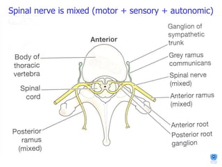 Spinal nerve is mixed (motor + sensory + autonomic)
 