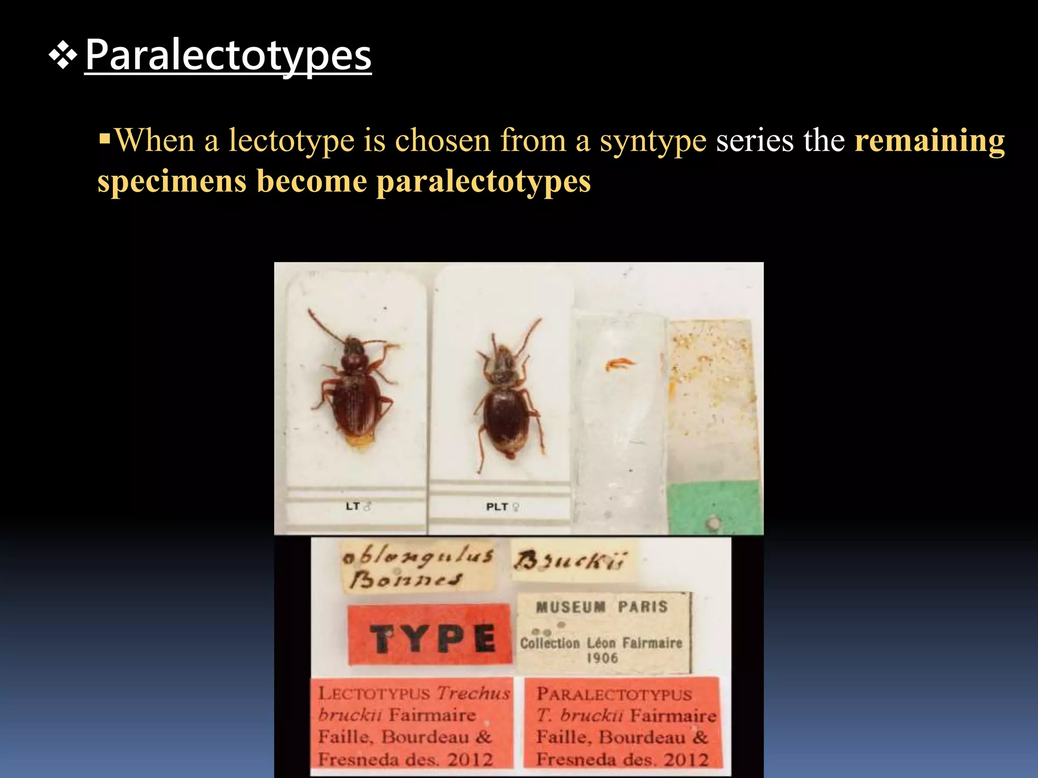 Paralectotypes
When a lectotype is chosen from a syntype series the remaining
specimens become paralectotypes
 