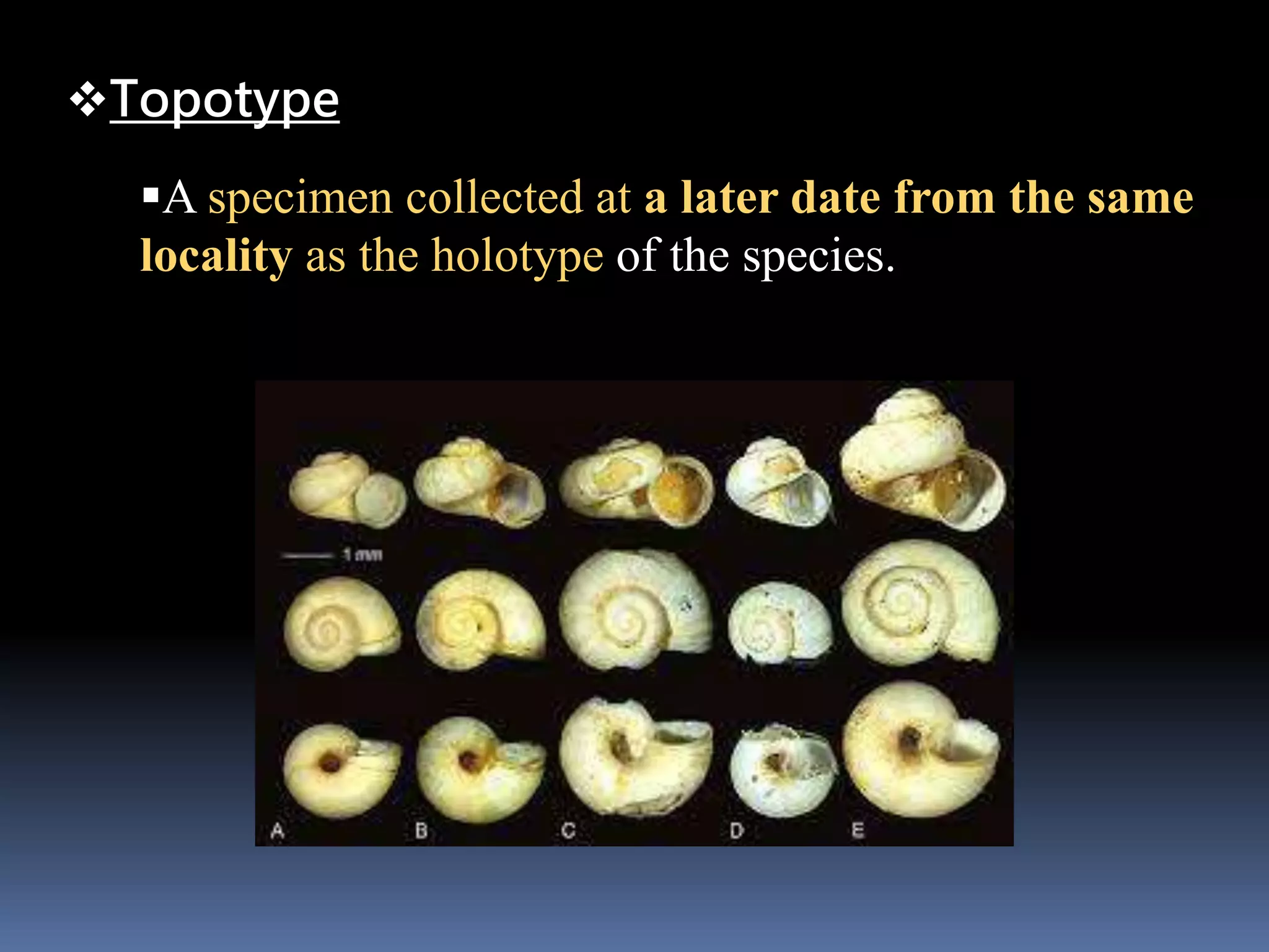 Topotype
A specimen collected at a later date from the same
locality as the holotype of the species.
 