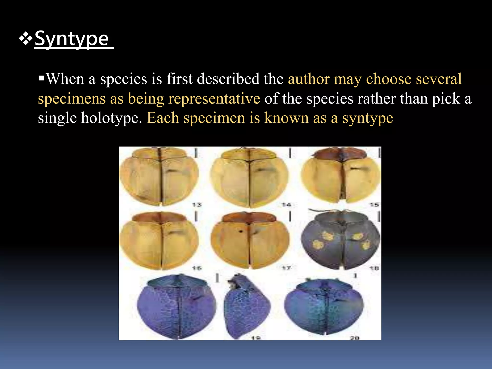 Syntype
When a species is first described the author may choose several
specimens as being representative of the species rather than pick a
single holotype. Each specimen is known as a syntype
 