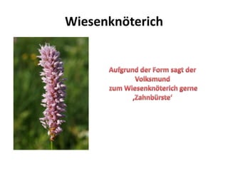 Wiesenknöterich
 