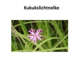 Kukukslichtnelke
 
