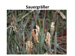 Sauergräßer
 