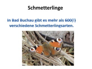 Schmetterlinge
 