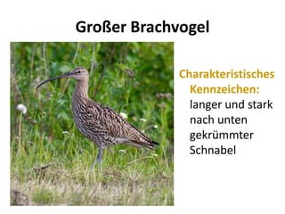 Großer Brachvogel
Charakteristisches
Kennzeichen:
langer und stark
nach unten
gekrümmter
Schnabel
 