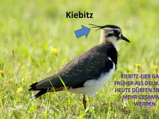 Kiebitz
 