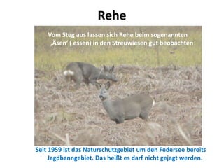Rehe
Vom Steg aus lassen sich Rehe beim sogenannten
‚Äsen‘ ( essen) in den Streuwiesen gut beobachten
Seit 1959 ist das Naturschutzgebiet um den Federsee bereits
Jagdbanngebiet. Das heißt es darf nicht gejagt werden.
 
