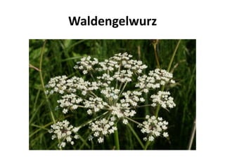 Waldengelwurz
 
