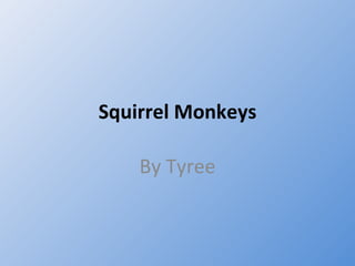 Squirrel Monkeys By Tyree 
