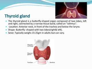 Comprehensive Overview of the Thyroid Gland: Anatomy, Hormones, and ...