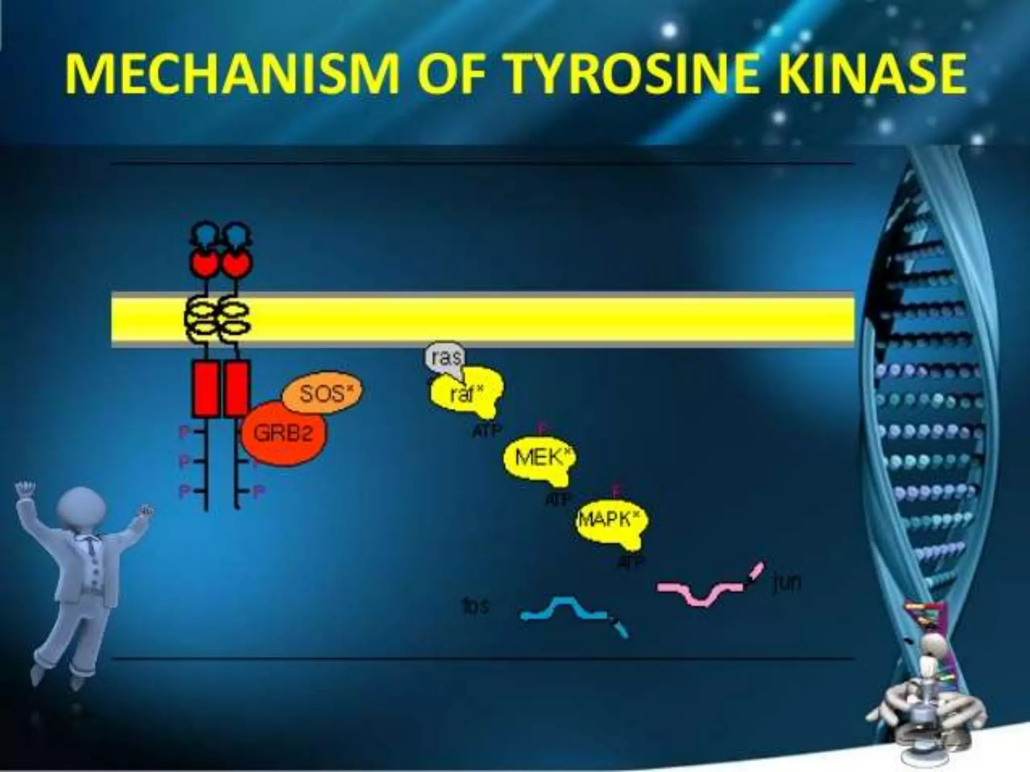 Tyrosine kinase linked receptors | PPTX