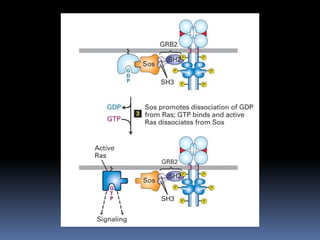 Tyrosine kinase linked receptors | PPTX