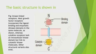 TYROSINE-KINASE LINKED RECEPTORS.pptx