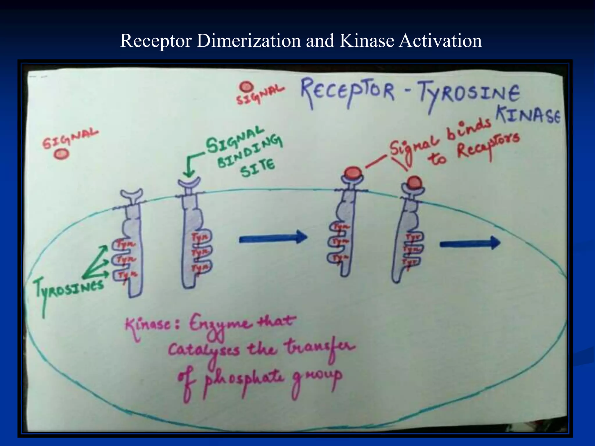 Receptor Dimerization and Kinase Activation
 