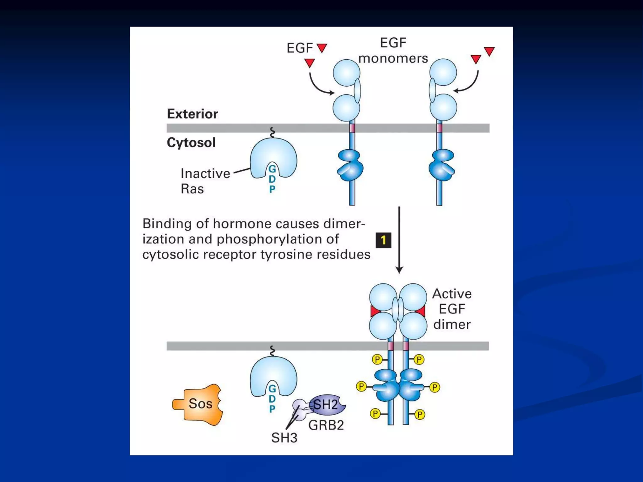 Enzyme linked cell surface receptors