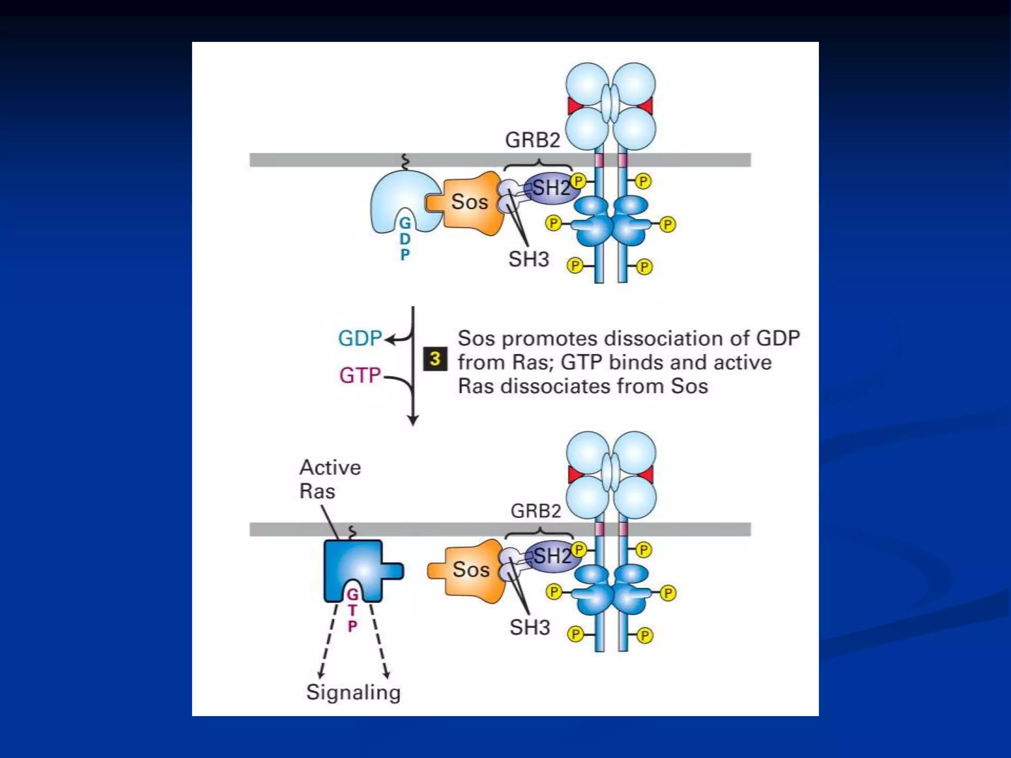 Enzyme linked cell surface receptors