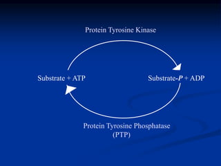 Substrate + ATP Substrate-P + ADP
Protein Tyrosine Kinase
Protein Tyrosine Phosphatase
(PTP)
 