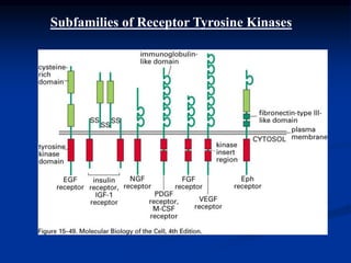 Subfamilies of Receptor Tyrosine Kinases
 