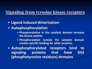 Signaling from tyrosine kinase receptors
• Ligand induced dimerization
• Autophosphorylation
• Phosphorylation in the catalytic domain increase
the kinase activity
• Phosphorylation outside the catalytic domain
creates specific binding for other proteins.
• Autophosphorylated receptors bind to
signaling proteins that have SH2
(phosphotyrosine residues) domains
 