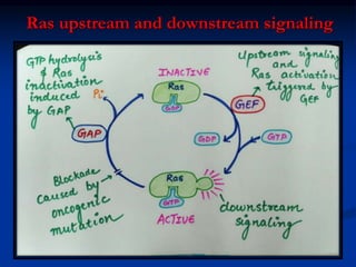 Ras upstream and downstream signaling
 