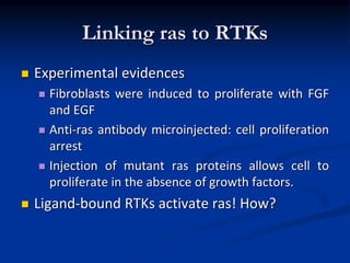 Linking ras to RTKs
 Experimental evidences
 Fibroblasts were induced to proliferate with FGF
and EGF
 Anti-ras antibody microinjected: cell proliferation
arrest
 Injection of mutant ras proteins allows cell to
proliferate in the absence of growth factors.
 Ligand-bound RTKs activate ras! How?
 