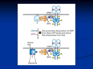 Enzyme linked cell surface receptors